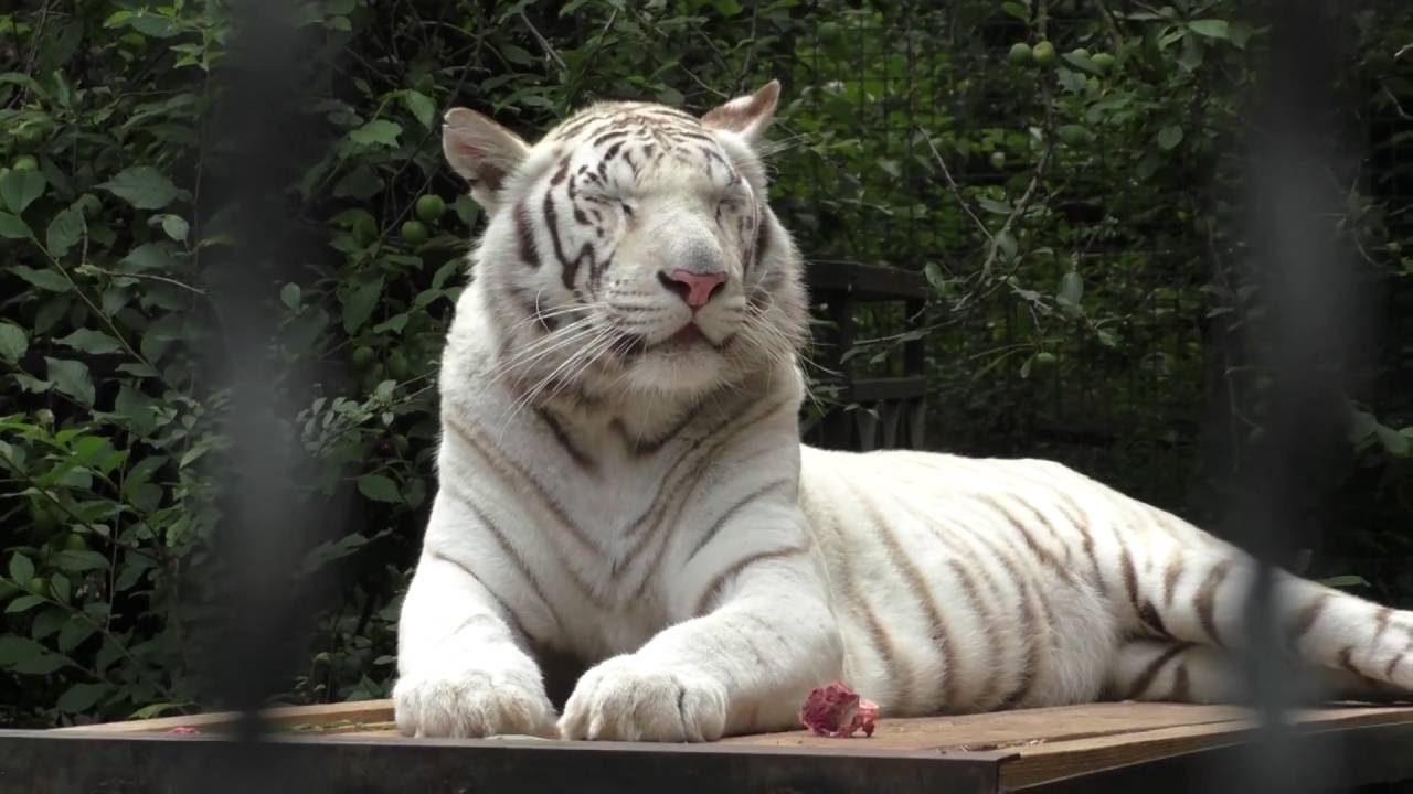 фото тигра в зоопарке в Евпатории